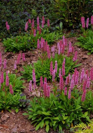POLYGONUM (PERSICARIA) Darjeeling